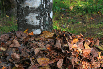 Birch trunk strewn with yellow-orange leaves close-up. Autumn landscape