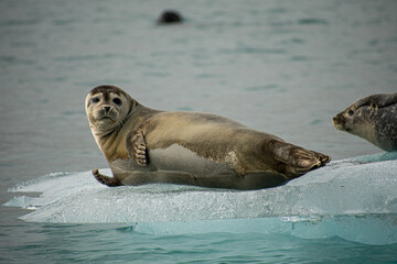 Naklejka premium seal resting on a rock in Iceland surrounded by water from a melted glacier