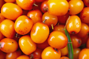 Bright sea buckthorn berries close-up.Food background.Medicinal plant