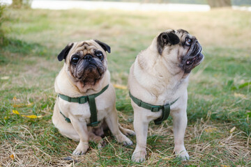 Obraz premium Two pugs sitting on the grass posing for a camera. Portrait of two funny old dogs outdoors