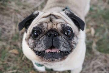 Fototapeta premium Close-up portrait of a senile pug looking at camera. Emotional old dog portrait, aging pets concept