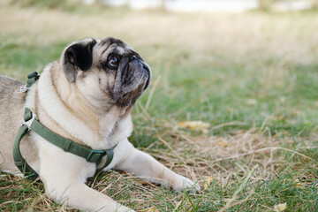 Funny pug looking up, laying outdoors on the lawn. Beautiful aging dog portrait, copy space image