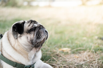 Funny pug with closed eyes, laying outdoors on the lawn. Beautiful aging dog portrait, resting and relaxing outdoors