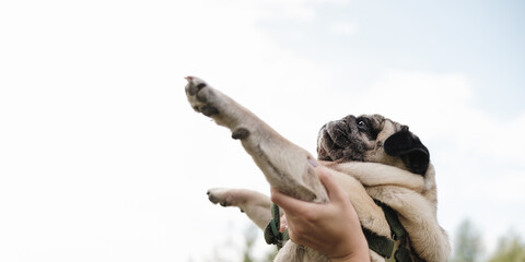 Funny pug in human hands up against the sky. Cute pug dog portrait, negative space
