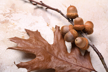 Oak branch with acorns on light background, closeup