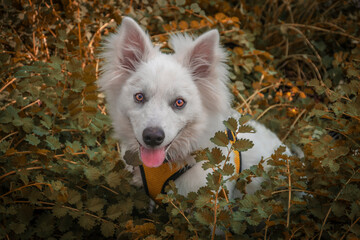 White Halloween Dog with orange eyes sitting in middle of colorful orange and green plants looking...