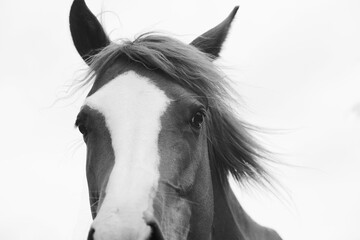 Minimalism style mare horse portrait in black and white with mane blowing in wind.
