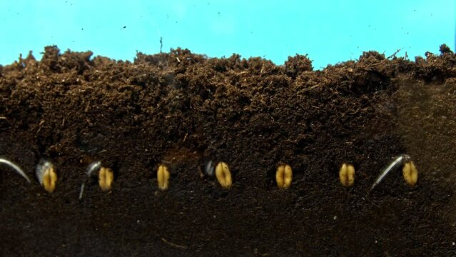 Macro timelapse of wheat seeds planted in the humus and sprouting against blue background. Closeup view of grains growing under the earth and appearing in the air. Gardening cereals. Flora and nature.