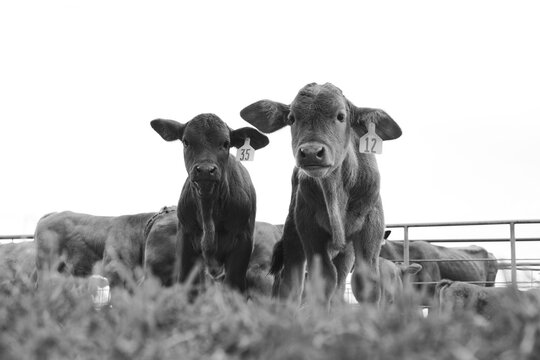 Curious beefmaster calves on Texas beef ranch for agriculture, young cows on white background