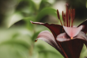 Obraz premium pink lily flower