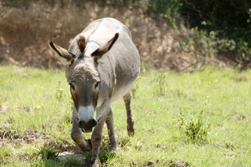 Naklejka na ściany i meble Mini donkey in farm field of Texas during summer closeup.