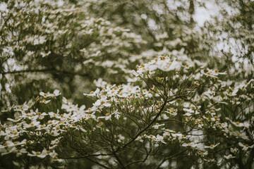 flowers in the garden