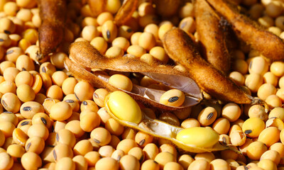Ripe soybean seeds with beans in the pod. Soybeans, close. A stem with open soybean pods on a...