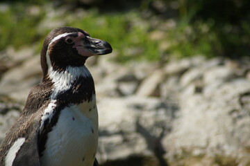 portrait penguin