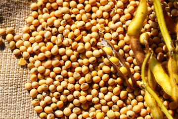 Ripe soybean seeds with beans in the pod. Soybeans, close. A stem with open soybean pods on a background of dry soybeans. Ecological food. The concept of a good harvest. Agriculture