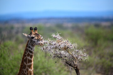Giraf eating on a tree