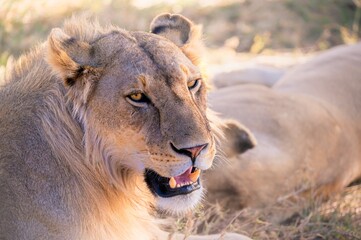 Close up lion