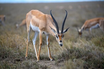 Close up Impala 