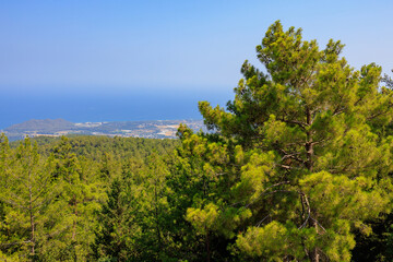 Green coniferous plants in the mountainous part of the Turkish Mediterranean coast. Atmospheric landscape