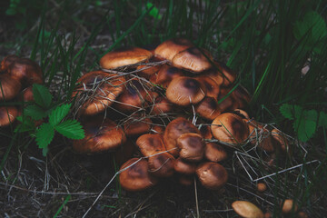 grzyby w lesie 