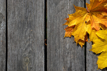 Naklejka na ściany i meble Yellow maple leaf on the background of old boards. A maple leaf lies on a plank floor in autumn. Background from vertical boards, top view.
