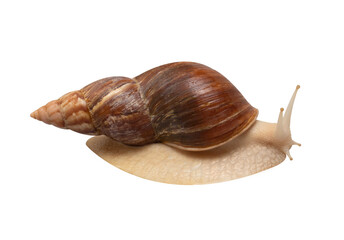 Giant African snail Achatina isolated on transparent background. Tropical snail Achatina fulica with shell. Achatina snail closeup.
