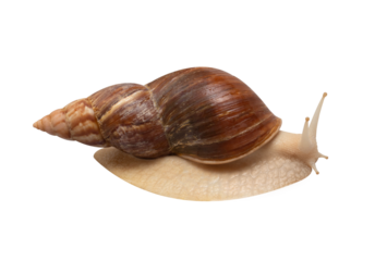 Giant African snail Achatina isolated on transparent background. Tropical snail Achatina fulica with shell. Achatina snail closeup.