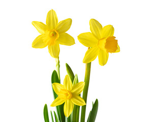 Daffodils or narcissus isolated on transparent background. Spring yellow flowers. - Powered by Adobe