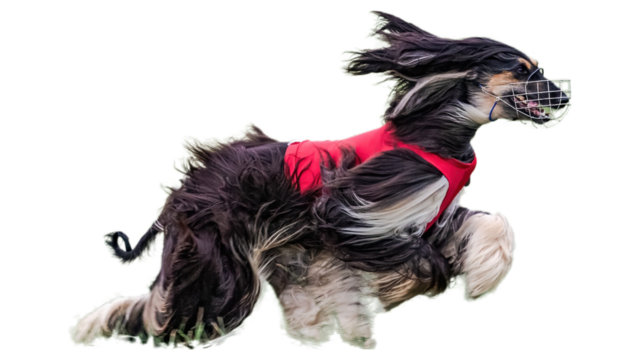 Saluki dog while running and chasing moving object