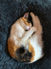 tricolor cat sleeps curled up. The cat is sleeping. The concept of comfort and warmth, love for pets. View from above