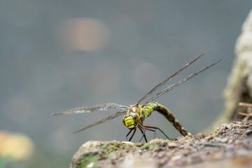 Southern hawker dragonfly during egg laying closeup view.