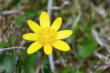 Yellow celandine Ficaria verna blooms in spring. close up