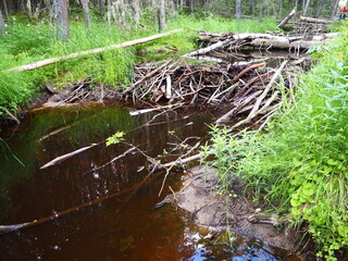 A beaver dam erected by beavers on a river or stream to protect against predators and to facilitate...