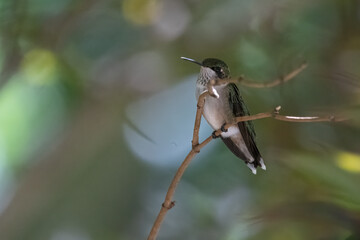 Juvenile Ruby-throated Hummingbird on branch