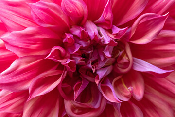 'Belle of Barmera' Dahlia Close-up