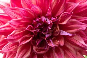 'Belle of Barmera' Dahlia Close-up