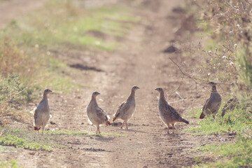 Group of partridges. Grey partridge. Perdix, perdix. In the wild, they stand on a country road