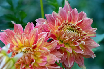 Fototapeta premium 'Fired Up' Dahlias