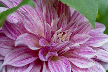 'Cafe au Lait Royal' Dahlia