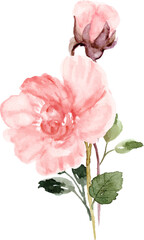 pink rose isolated on white