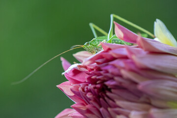Long Horned Grasshopper, bush cricket, Fox-tailed Bush Katydid on dahlia.