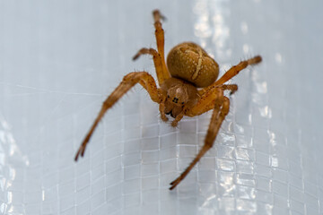 Cross Orb-weaver Spider