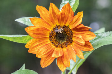 Bee on Evening Sun Sunflower
