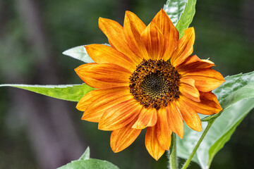 Evening Sun Sunflower