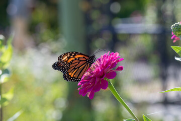 Monarch Butterfly on Zinnia