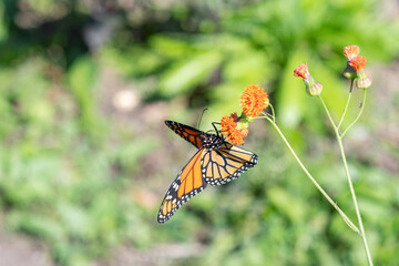 Monarch Butterfly on Orange Flower