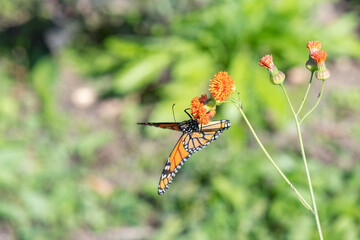Monarch Butterfly on Orange Flower