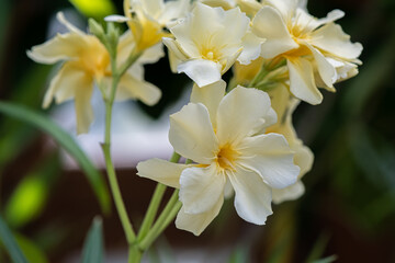 Nerium Oleander