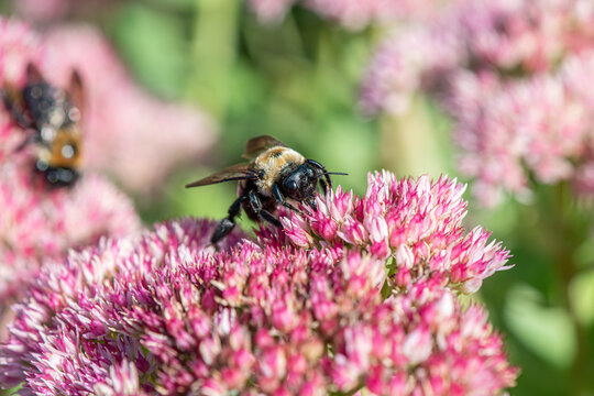 Bee on Sedum