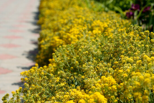 Small yellow flowers in the park. Yellow flowers and path in the park, flowers golden alyssum
